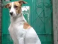 Cachorro raça SRD-ViraLata idade 3 anos nome Spot