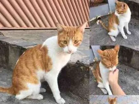 Gato ra a SRD  idade 7 a 11 meses nome Romeu