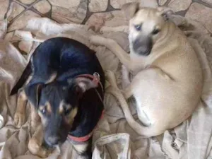 Cachorro raça SRD idade 2 a 6 meses nome Não  tem