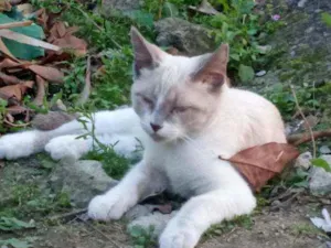 Gato raça PCB idade 2 a 6 meses nome Mingau