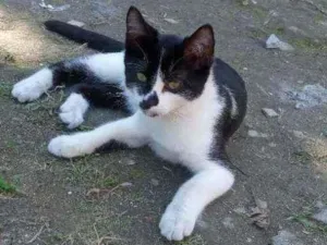 Gato raça PCB idade 2 a 6 meses nome Pipoca