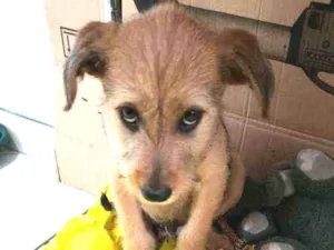Cachorro raça Srd idade 2 a 6 meses nome Aventureiro