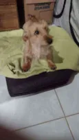 Cachorro raça Srd idade 1 ano nome Akamaro