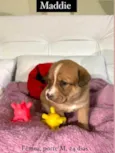 Cachorro raça Srd idade Abaixo de 2 meses nome Maddie 
