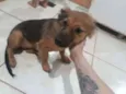Amora
