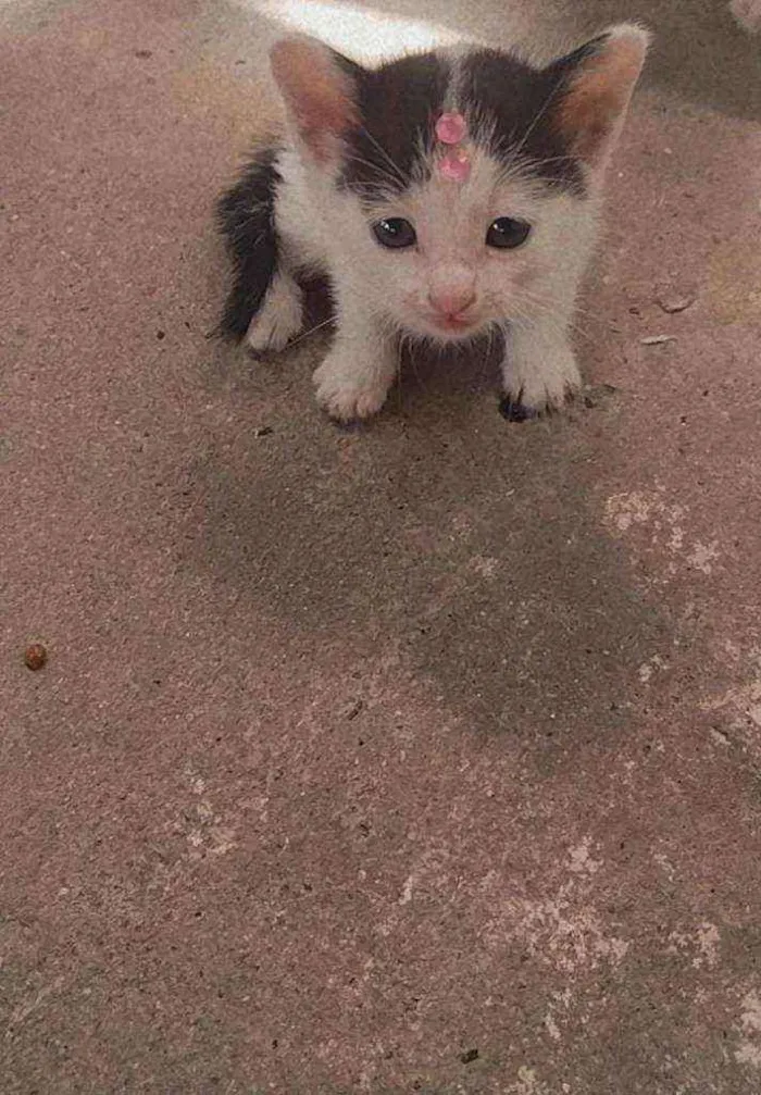 Gato raça Srd idade Abaixo de 2 meses nome Neve