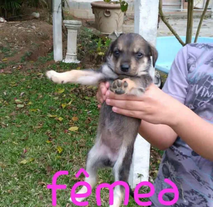 Cachorro ra a SRD idade Abaixo de 2 meses nome Babys