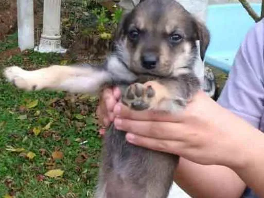 Cachorro ra a SRD idade Abaixo de 2 meses nome Babys