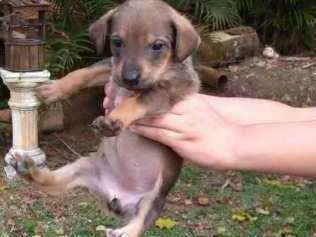 Cachorro ra a SRD idade Abaixo de 2 meses nome Babys