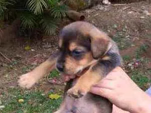 Cachorro ra a SRD idade Abaixo de 2 meses nome Babys