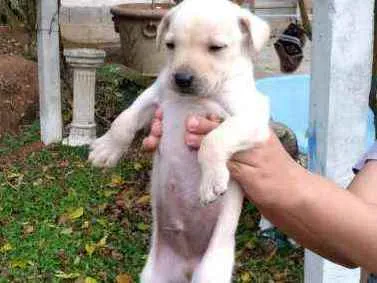 Cachorro ra a SRD idade Abaixo de 2 meses nome Babys