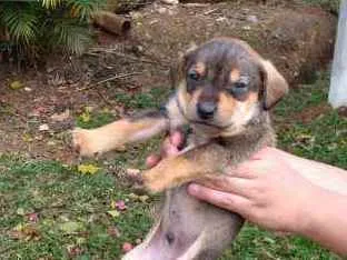 Cachorro ra a SRD idade Abaixo de 2 meses nome Babys