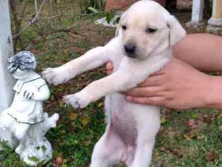 Cachorro ra a SRD idade Abaixo de 2 meses nome Babys