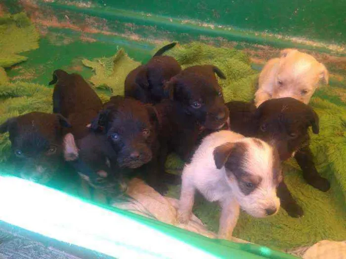 Cachorro ra a Não definida idade Abaixo de 2 meses nome Bebês 