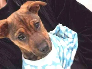 Cachorro raça Srd idade 2 a 6 meses nome Luna