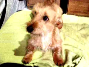 Cachorro raça Srd idade 1 ano nome Akamaro