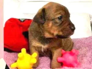 Cachorro raça Srd idade Abaixo de 2 meses nome Pizza
