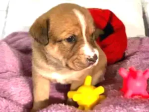 Cachorro raça Srd idade Abaixo de 2 meses nome Maddie 