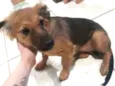 Amora