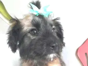 Cachorro raça  idade 2 a 6 meses nome Filhotes Cássia 