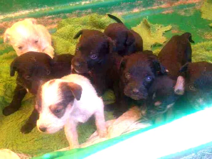 Cachorro ra a Não definida idade Abaixo de 2 meses nome Bebês 