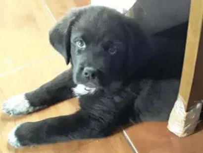 Cachorro raça Labrador idade 2 a 6 meses nome Luna