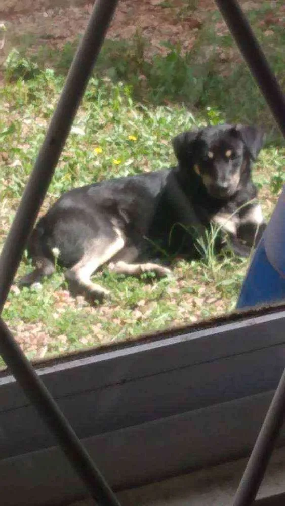 Cachorro raça  idade 1 ano nome Bethoven