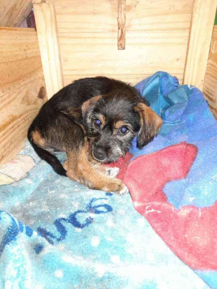 Cachorro ra a Sem raça definida idade 2 a 6 meses nome Sem nome definid