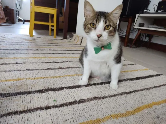 Gato ra a SRD-ViraLata idade 6 ou mais anos nome Gordon
