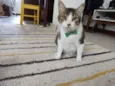 Gordon