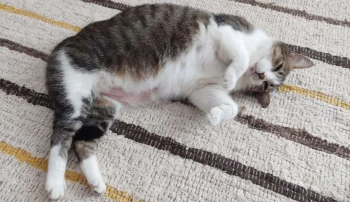 Gato ra a SRD-ViraLata idade 6 ou mais anos nome Gordon