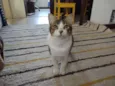 Gordon