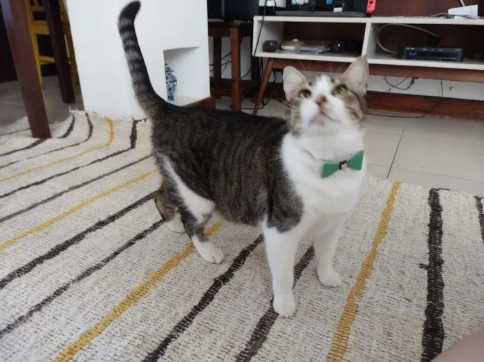 Gato ra a SRD-ViraLata idade 6 ou mais anos nome Gordon