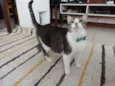 Gordon