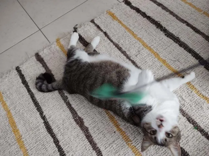 Gato ra a SRD-ViraLata idade 6 ou mais anos nome Gordon