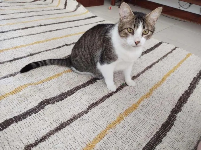 Gato ra a SRD-ViraLata idade 6 ou mais anos nome Gordon