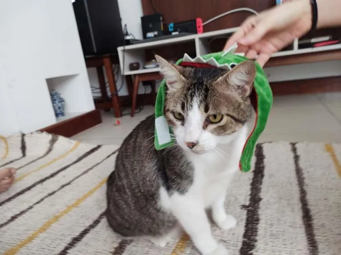 Gato ra a SRD-ViraLata idade 6 ou mais anos nome Gordon