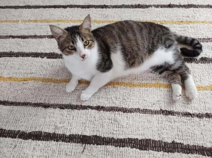Gato ra a SRD-ViraLata idade 6 ou mais anos nome Gordon