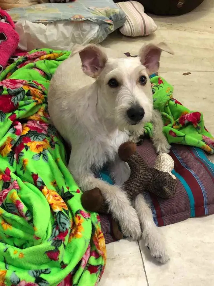 Cachorro ra a Mix  Fox Terrier pelo Duro idade 1 ano nome Denis