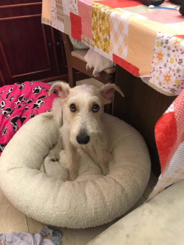Cachorro ra a Mix  Fox Terrier pelo Duro idade 1 ano nome Denis