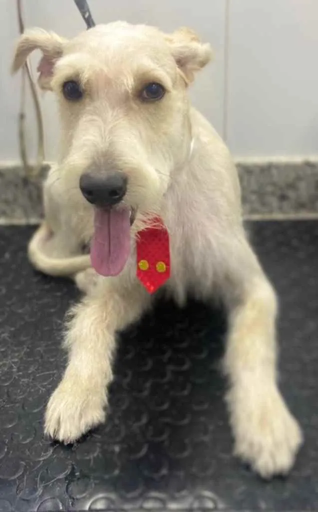 Cachorro ra a Mix  Fox Terrier pelo Duro idade 1 ano nome Denis