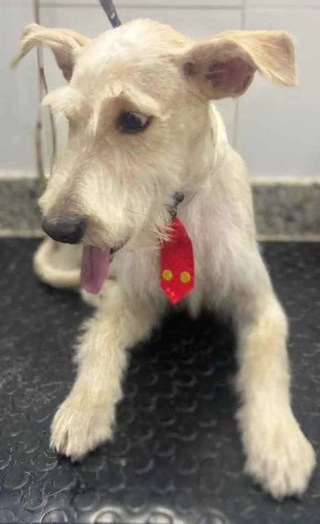 Cachorro ra a Mix  Fox Terrier pelo Duro idade 1 ano nome Denis