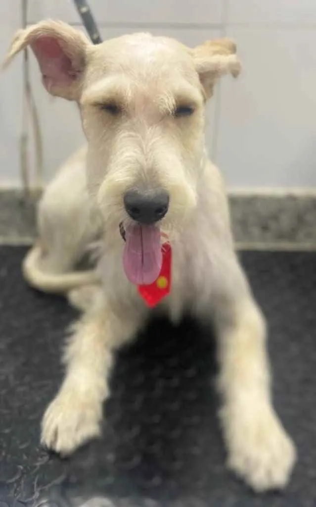 Cachorro ra a Mix  Fox Terrier pelo Duro idade 1 ano nome Denis
