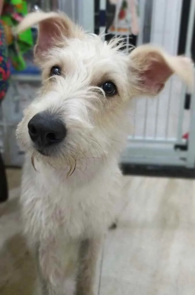 Cachorro ra a Mix  Fox Terrier pelo Duro idade 1 ano nome Denis
