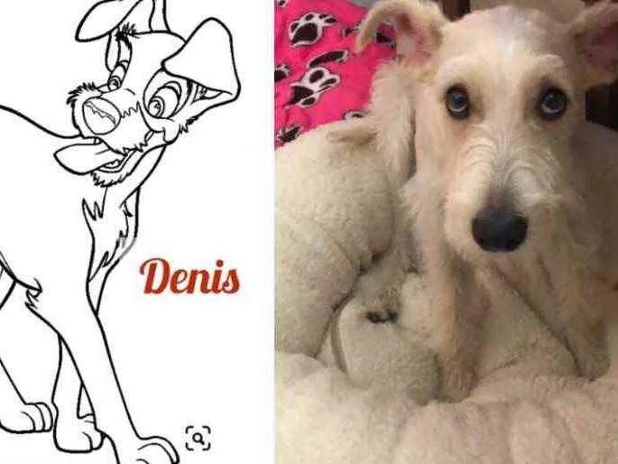 Cachorro ra a Mix  Fox Terrier pelo Duro idade 1 ano nome Denis