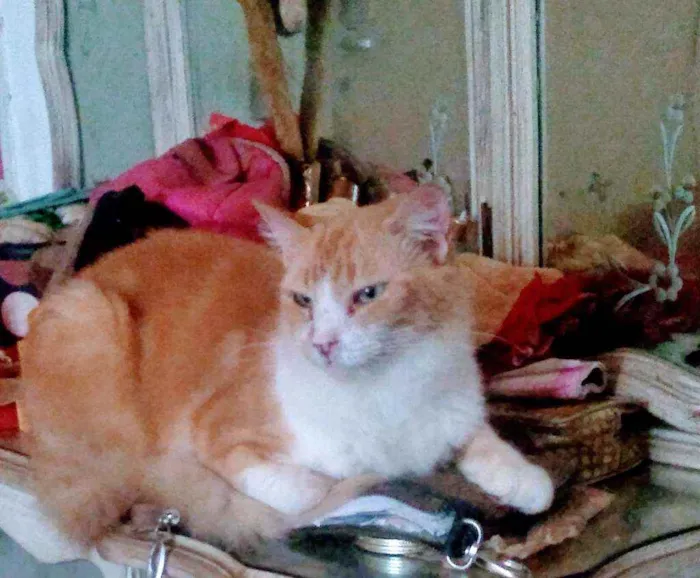 Gato ra a SRD idade 2 anos nome Nikolau