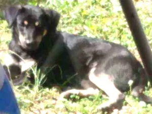 Cachorro raça  idade 1 ano nome Bethoven