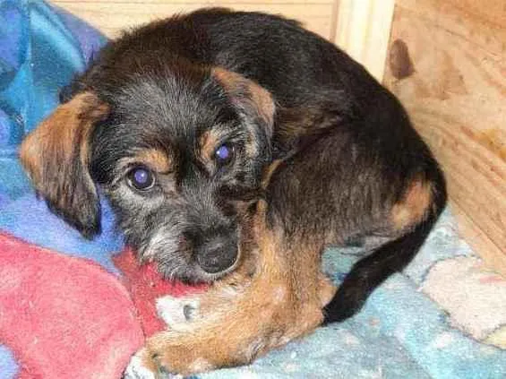 Cachorro ra a Sem raça definida idade 2 a 6 meses nome Sem nome definid