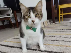 Gato raça SRD-ViraLata idade 6 ou mais anos nome Gordon