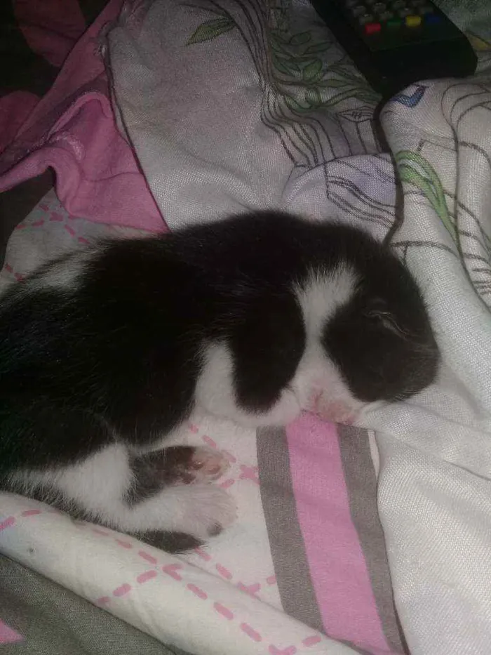 Gato ra a  idade Abaixo de 2 meses nome Resem nascido 